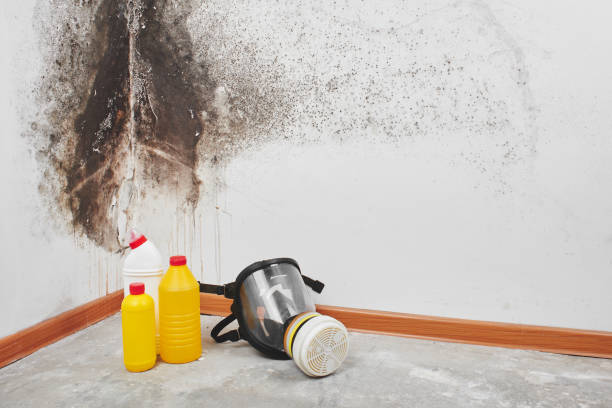 Professional Mold Remediation in Erma, NJ