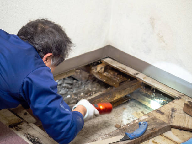 Best Mold Testing and Inspection Services in Erma, NJ