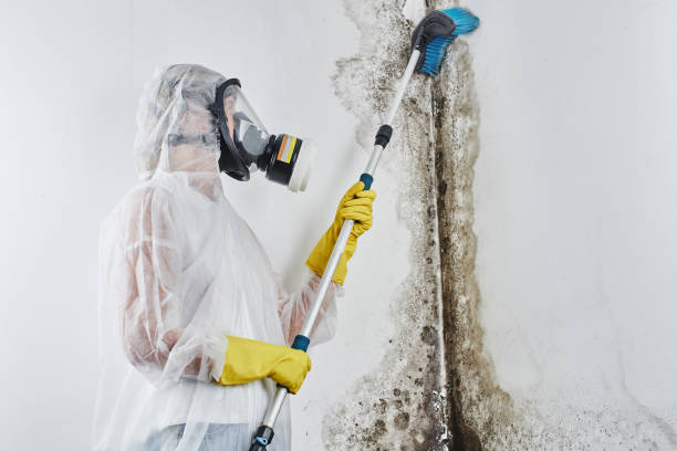 Best Insurance-Related Mold Remediation in Erma, NJ