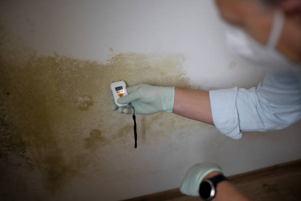 Best Basement Mold Remediation in Erma, NJ