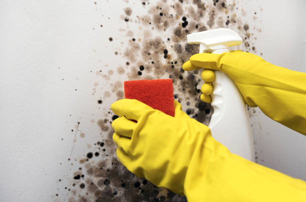 Best Kitchen Mold Remediation in Erma, NJ
