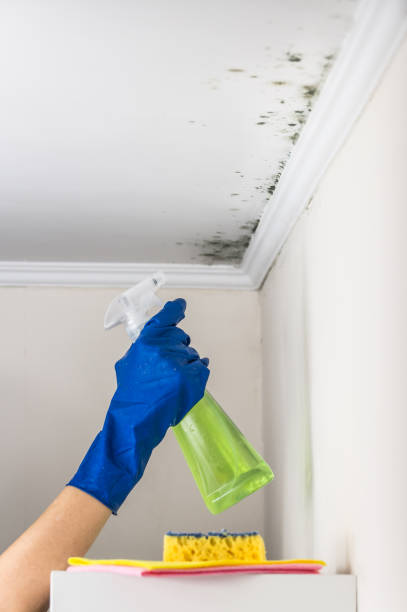 Best Post-Flood Mold Remediation in Erma, NJ